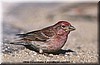 Carpodacus cassinii