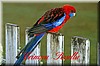 Crimson Rosella