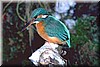 Eisvogel