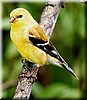 Goldfinkhenne