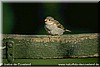 Junger Spatz