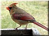 Kardinal (Weibchen)