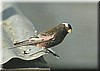 Leucosticte atrata