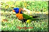 Regenbogen_Lori