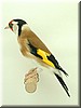 Stieglitz (carduelis c. major)