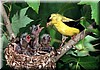 Trauerzeisig am Nest (Goldfinch)