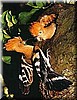 Wiedehopf