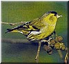 Zeisighahn