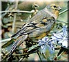 Zitronengirlitz-Serinus citrinella