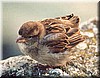 junger Haussperling
