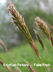 Gewöhnliches Ruchgras (Anthoxanthum) - Feines Futtergras für Zitronengirlitze
