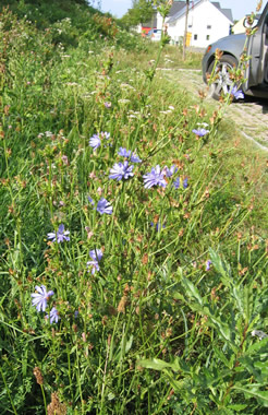 Gemeine Wegwarte (Cichorium intybus) - Herbstfutter für Stieglitz, Hänfling und Zeisige