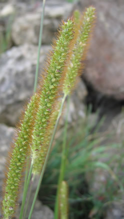 Grüne Borstenhirse (Setaria viridis) - Halbreife Sämereien für Gimpel und Girlitze