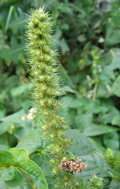Grünähriger Fuchsschwanz (Amaranthus chlorostachys) - Futterpflanze für Vögel