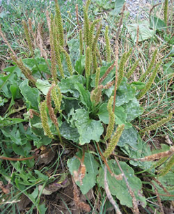 Breit-Wegerich (Plantago major) - Gesundes Gimpel- und Hänflingfutter
