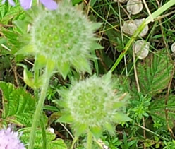 Acker-Witwenblume (Knautia arvensis) - Nährstoffreiches Wildvogelfutter für Stieglitz, Girlitz und Gimpel