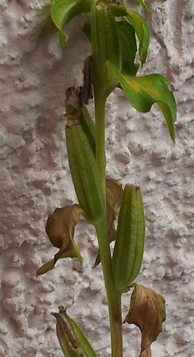 Gemeine Nachtkerze (Oenothera biennis L.) - Feines Vogelfutter für Stieglitz, Zeisig und Hänfling