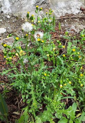 Gemeines Kreuzkraut (Senecio vulgaris) - Halbreifes Wildkraut-Vogelfutter für Gimpel und Zeisige