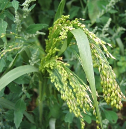 Silberhirse (Panicum miliaceum) - Weiche, nahrhafte Körner für Finken