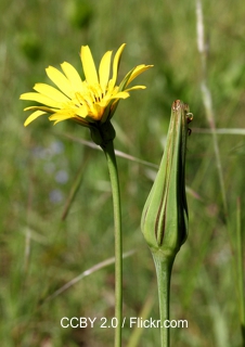 Wiesen-Bocksbart (Tragopogon pratensis) - Schmackhafte Fallschirmsamen für Cardueliden