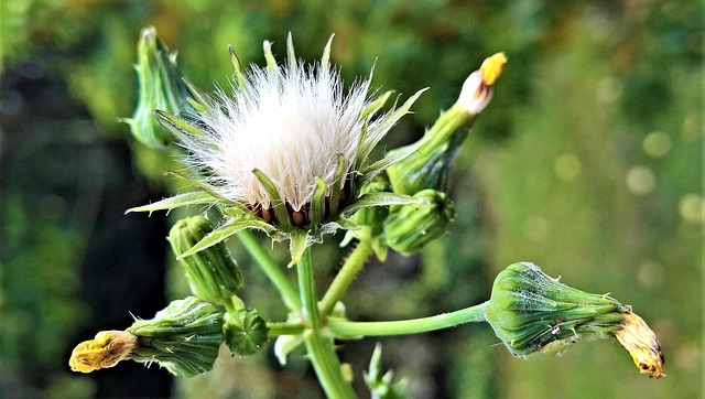 Acker-Gänsedistel (Sonchus arvensis) - Ölreiche Wildkräuter-Delikatesse für Zeisige und Stieglitze