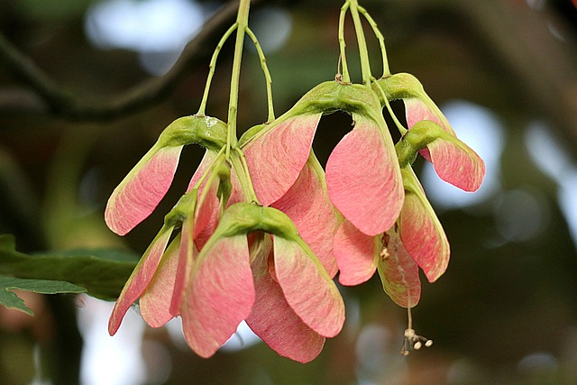 Bergahorn (Acer pseudoplatanus) - Geflügelte Samen für Cardueliden und Gimpel
