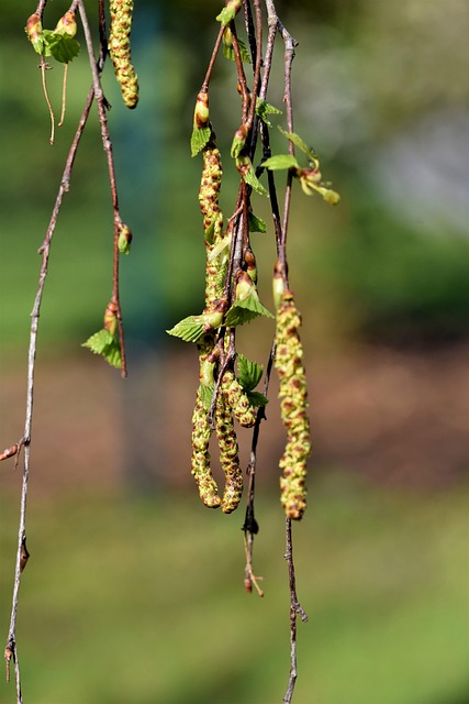 Birke (Betula) - Nahrhafte Samen als Konditionsfutter für Cardueliden