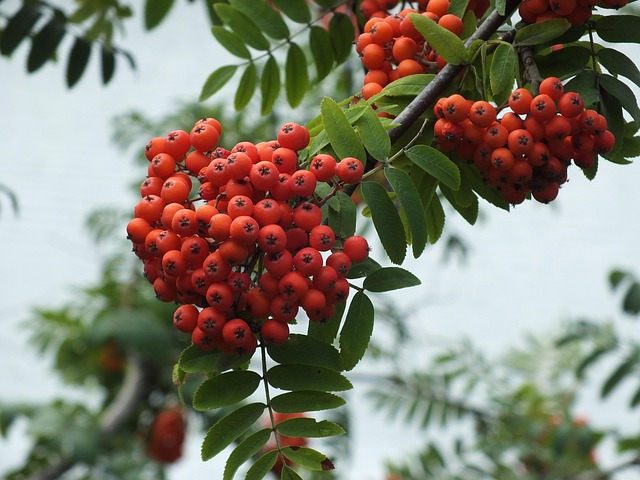 Eberesche (Sorbus aucuparia) Vogelbeere - Natürliches Leibgericht für Gimpel und Stieglitze