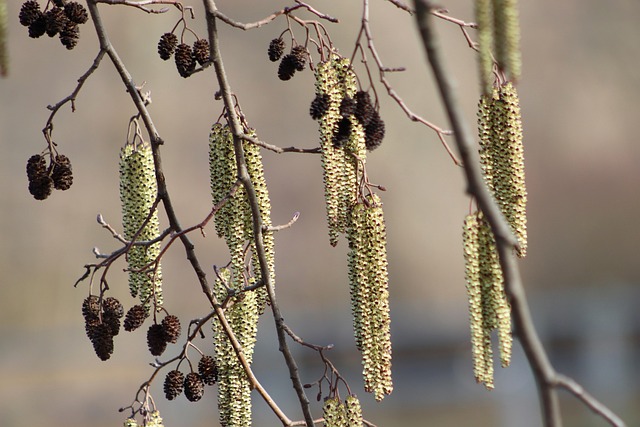 Schwarzerle (Alnus glutinosa) Erlenzapfen - Wertvolles Winterfutter für Zeisige