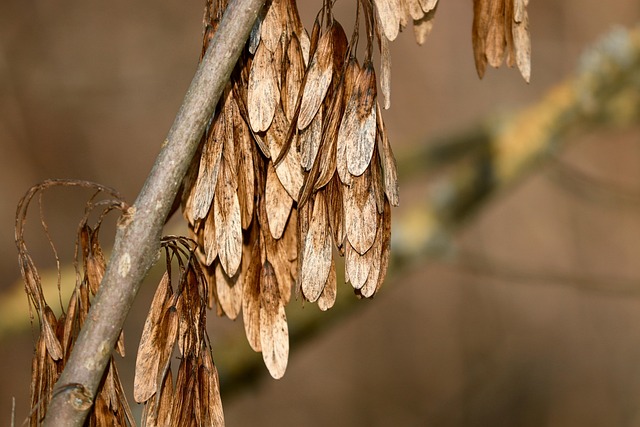 Gemeine Esche (Fraxinus excelsior) - Hängende Samenbüschel als Winterfutter