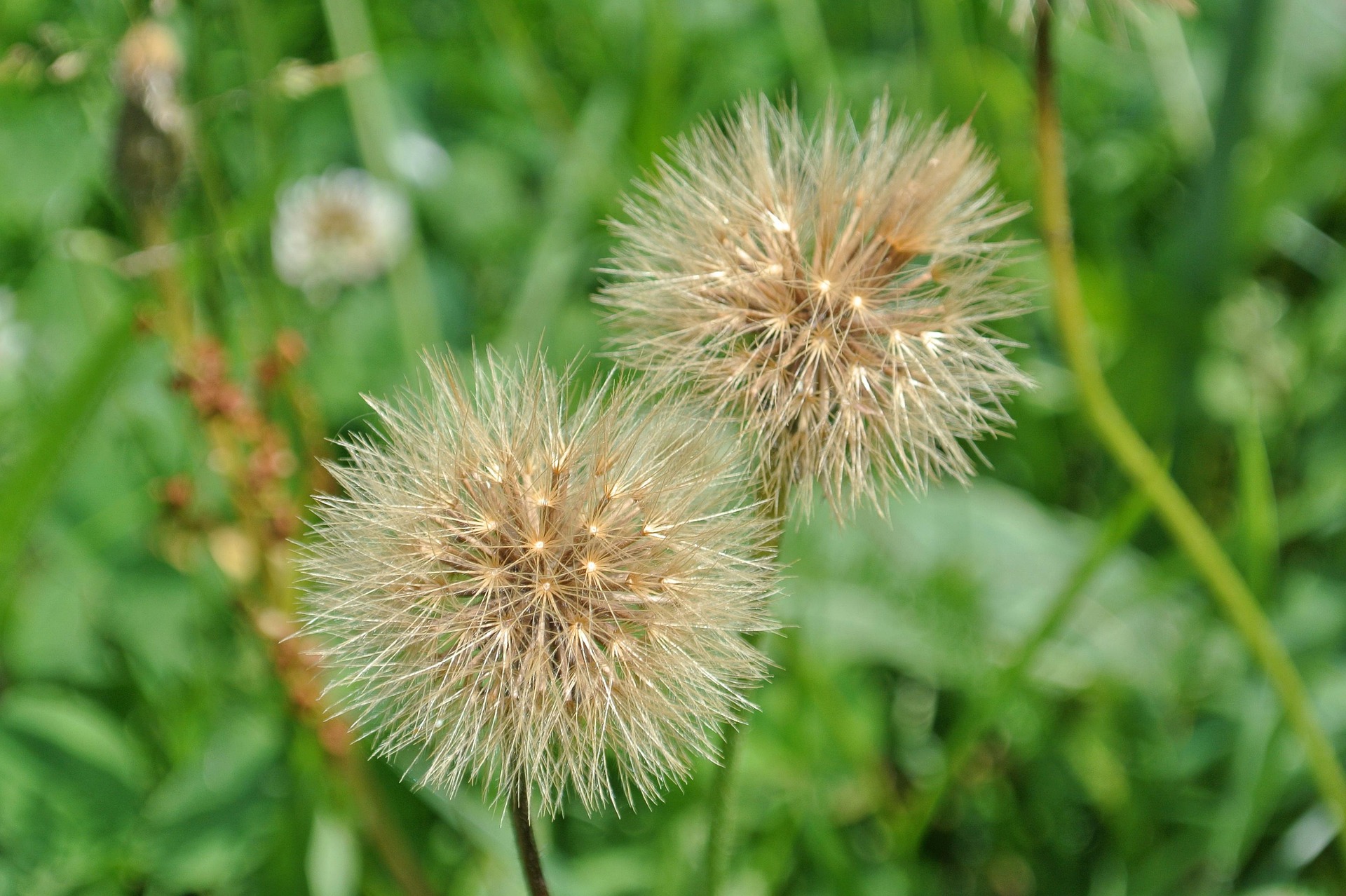 Gewöhnliches Ferkelkraut (Hypochaeris radicata) - Spätfutter
