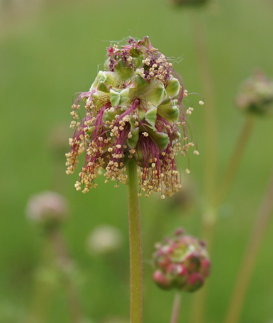 Großer Wiesenknopf (Sanguisorba officinalis) - Wertvolles Spätsommerfutter