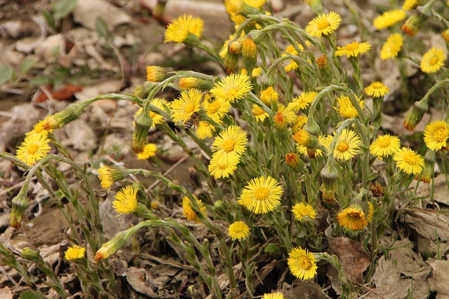 Huflattich (Tussilago farfara) - Vogelfutter für Zeisige