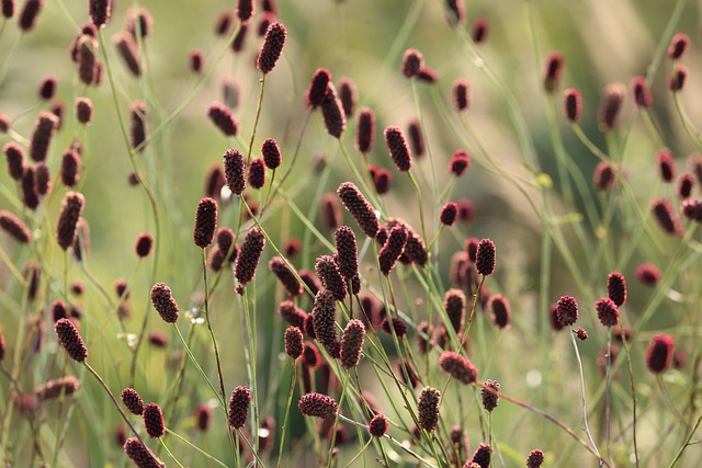 Kleiner Wiesenknopf (Sanguisorba minor) - Exzellentes Aufzuchtfutter