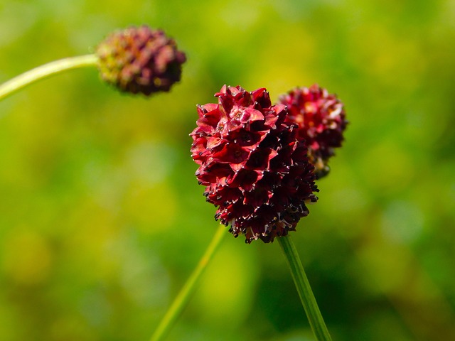 Kleiner Wiesenknopf Nahaufnahme