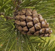 Latsche / Bergkiefer (Pinus mugo) - Harzreiche Nadelholzsamen für Kreuzschnäbel und Zitronengirlitze