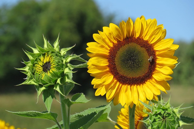 Sonnenblume (Helianthus annuus) - Energiereiches Vogelfutter für Cardueliden