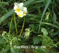 Acker-Stiefmütterchen (Viola arvensis) - Naturfutter