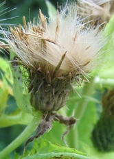 Kohldistel (Cirsium oleraceum) - Wichtiges Futter zur Mauserzeit