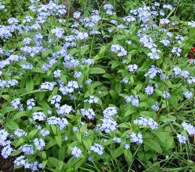 Vergissmeinnicht (Myosotis) - Feines Ergänzungsfutter für Gimpel und Girlitze