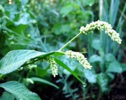 Vogel-Knöterich (Polygonaceae) - Gesundes Wildkraut-Samenfutter