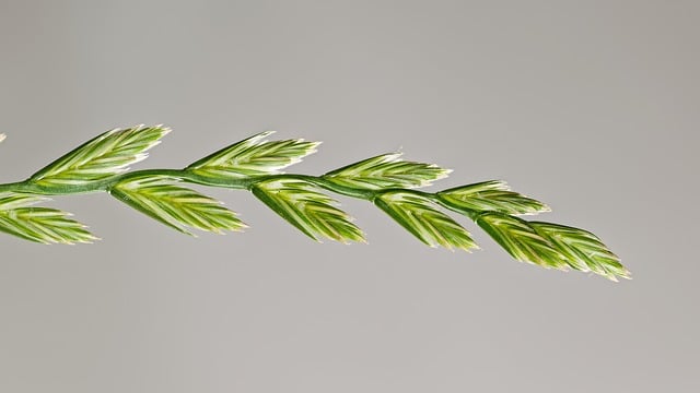 Deutsches Weidelgras Samenstände Nahaufnahme