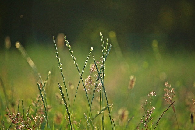 Deutsches Weidelgras (Lolium perenne) - Saftige halbreife Grassamen für Cardueliden