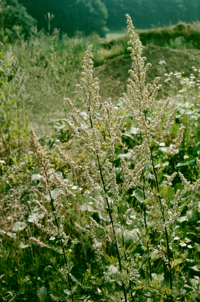 Gemeiner Beifuß (Artemisia vulgaris) - nahrhaftes Winterfutter für Cardueliden