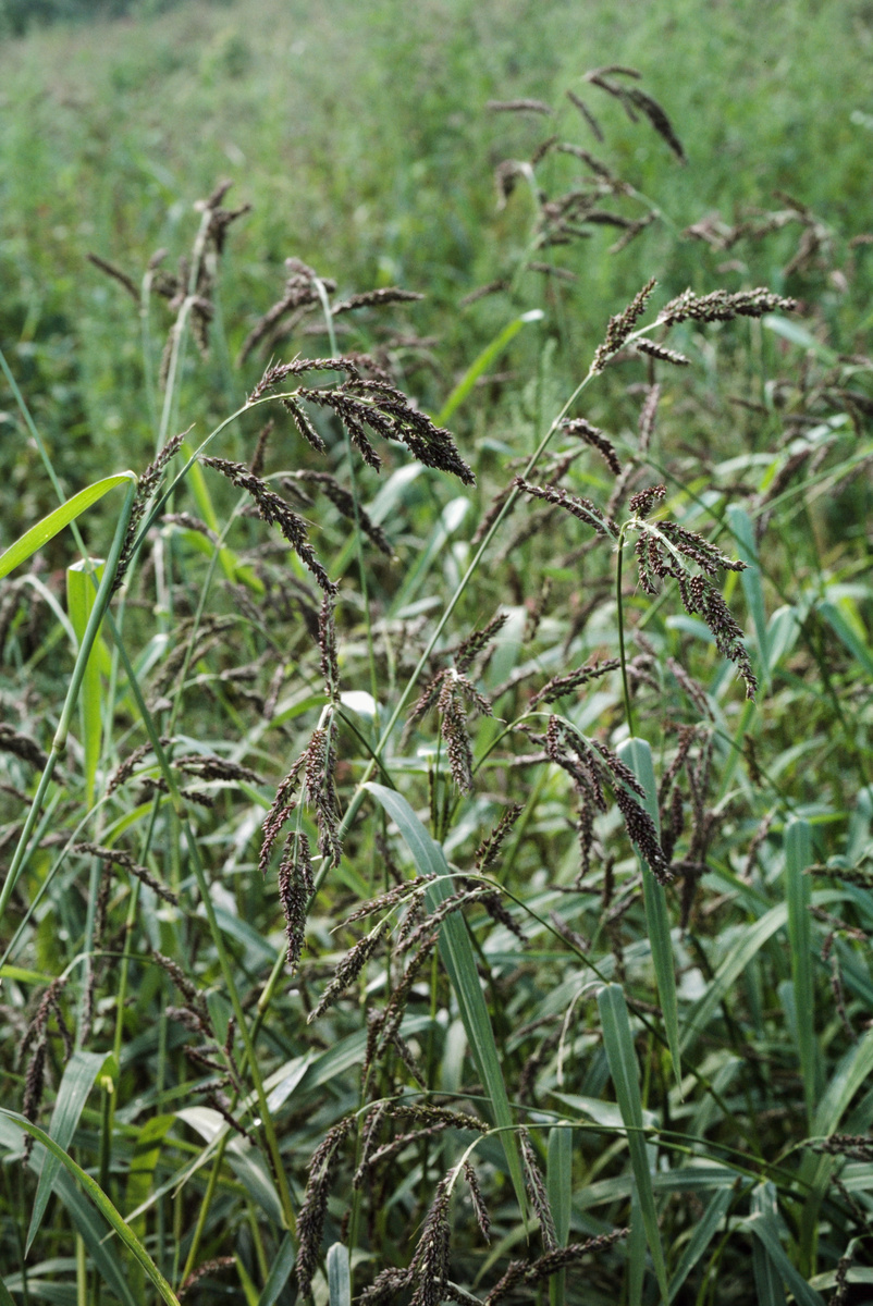 Hühnerhirse (Echinochloa crus-galli) - Wertvolles Futtergras