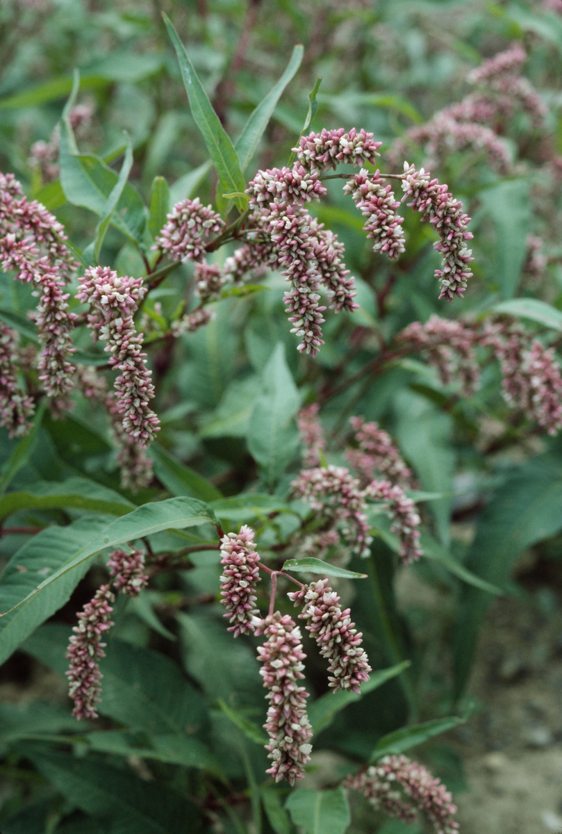 Vogel-Knöterich (Polygonaceae) - Gesundes Wildkraut-Samenfutter