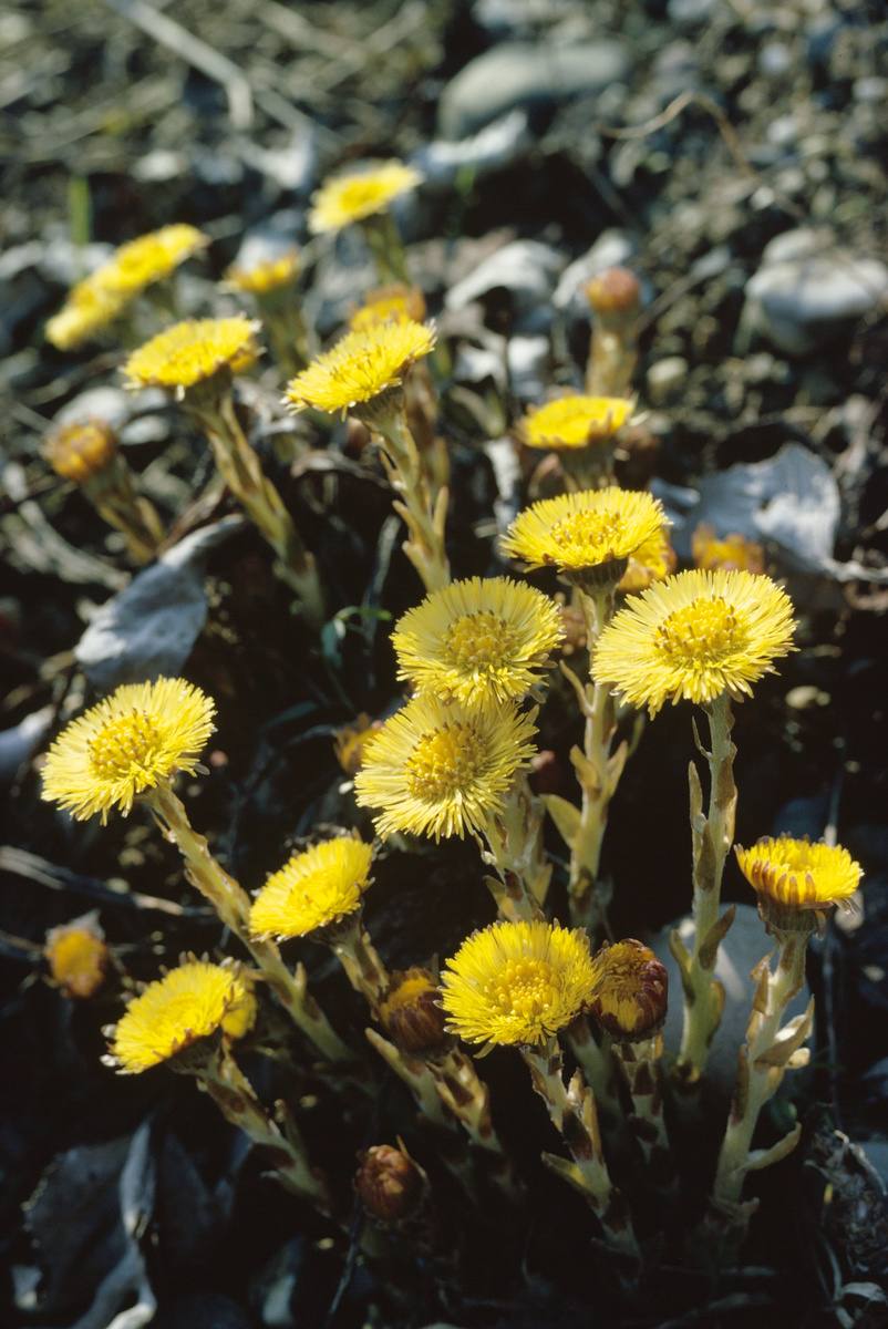 Huflattich (Tussilago farfara) - Vogelfutter für Zeisige
