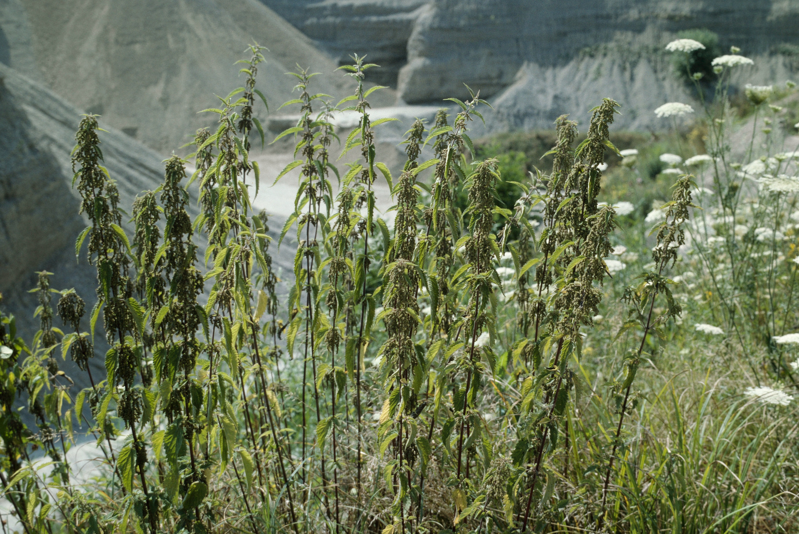 Große Brennnessel (Urtica dioica) - Vitalisierendes Wildkraut für Vögel