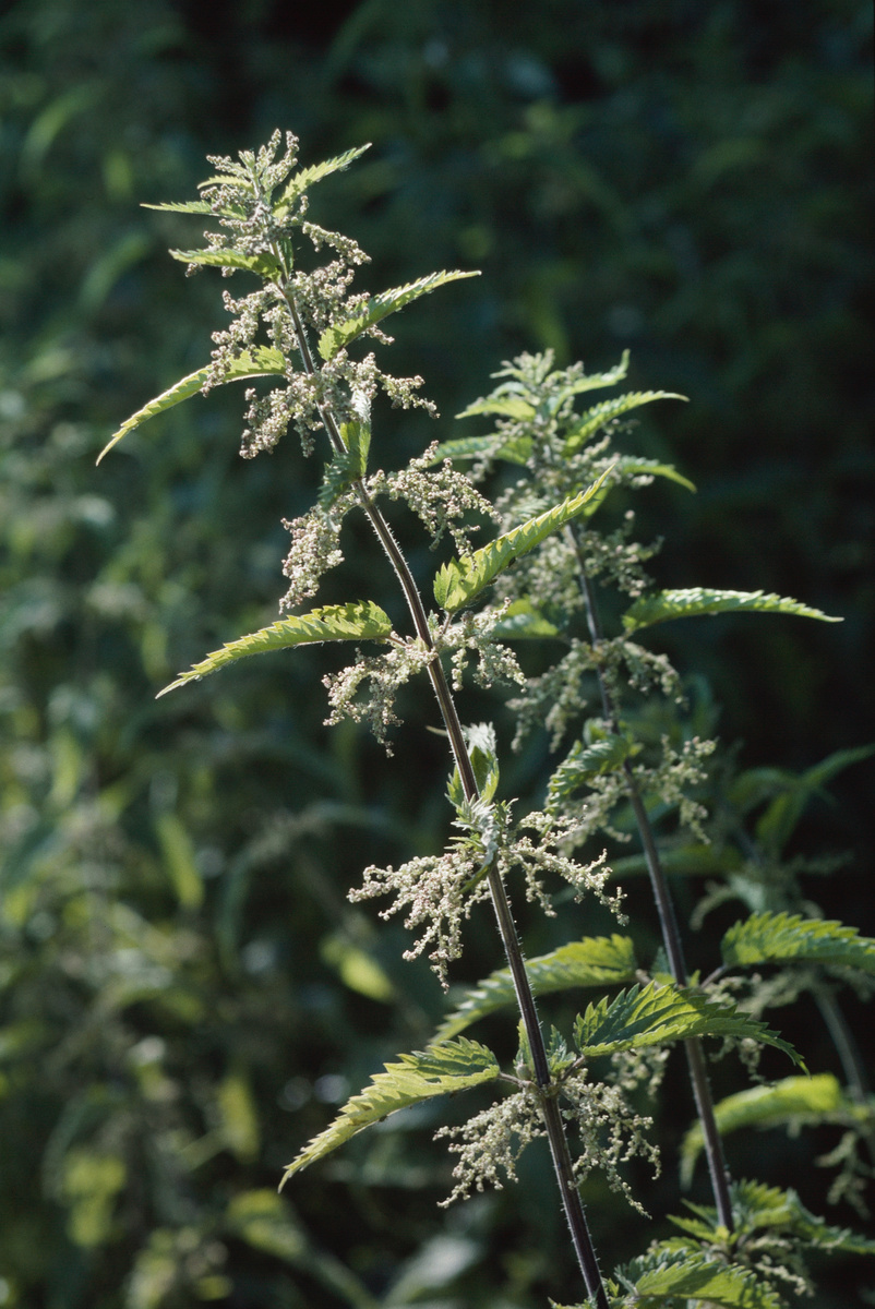 Große Brennnessel (Urtica dioica) - Vitalisierendes Wildkraut für Vögel