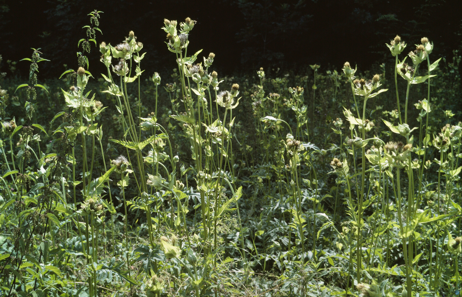 Kohldistel Blüte ungeschnitten
